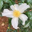 Camellia sasanqua